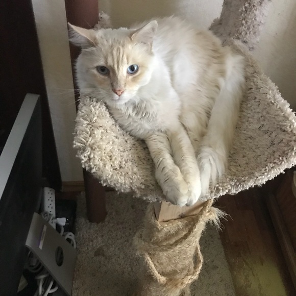 Meet your Posher, Angelina - Picture 3 of 6